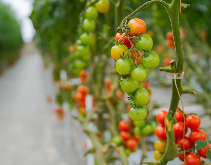 Hydroponics Farming